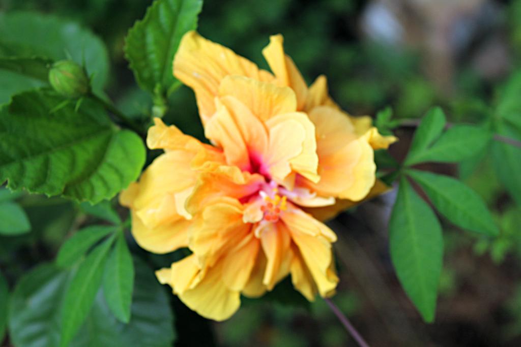 Garden Guesthouse Kampong Chhnang Εξωτερικό φωτογραφία